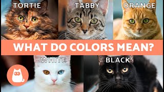 DIFFERENT CAT COLORS 🐱🌈 What Meanings Are Given to CAT COAT COLORS [upl. by Ewald117]