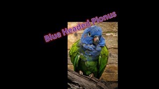 ماهو هذا الببغاء وبماذا يتميز؟ Blue Headed Pionus [upl. by Amr]