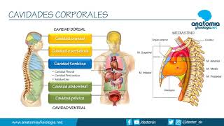 CAVIDADES CORPORALES  Resúmenes de Anatomía y Fisiología [upl. by Sidnarb51]