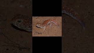 RingNecked Spitting Cobra and Common Barking Gecko [upl. by Glogau]