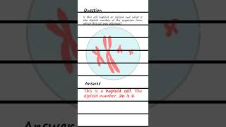 Differentiating Haploid and Diploid cells Q amp A biology genetics [upl. by Mulford]