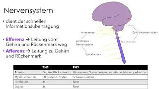 Nervensystem  Einführung für Biologie und Medizin [upl. by England]