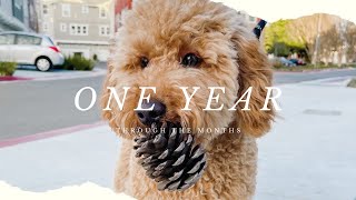 One year with our mini goldendoodle  Through the Months  f1b mini goldendoodle [upl. by Bonney763]