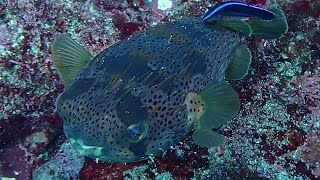 How Porcupinefish Swim  Cool Footage [upl. by Ytiak]