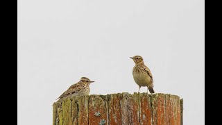 Woodlark Bury Bottom Suffolk 30324 [upl. by Iniffit865]