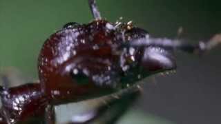 Parasitic fungus takes over ants body and mind [upl. by Llednew]