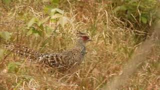 Cheer pheasant Catreus wallichii at Ranikhet Almora 2024 [upl. by Airym711]