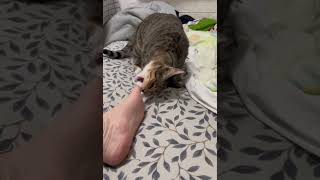 sneaky sneaky cat 😂😂😂😂😂 cat funny pet [upl. by Falo]