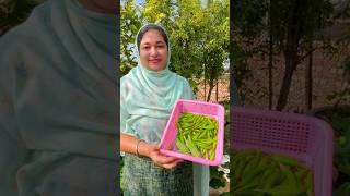 Harvesting Organic Green Chilies from My Rooftop Garden  Easy Tips for Growing Chillies at Home [upl. by Roumell569]