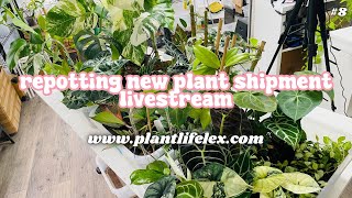 Repotting Plant Shipment amp Chill🪴✨  BLACK FRIDAY PREP HANGOUT  111524 [upl. by Hiroshi]