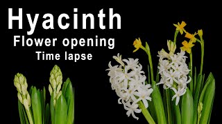 Hyacinth and daffodil flowers opening  time lapse 4K [upl. by Medin]