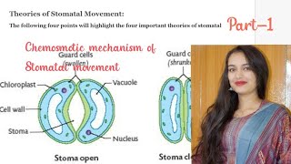 Chemiosmotic mechanism of Stomatal movement structure of stomata [upl. by Niad]