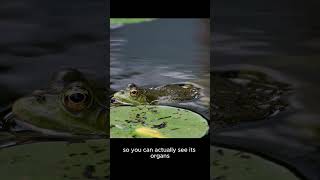 quotMindBlowing Frog Facts You Won’t Believe 🐸🤯quot facts [upl. by Jarid]