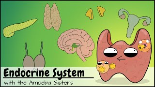 Endocrine System [upl. by Rene]