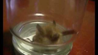 わけあってわが家に【ニホンコテングコウモリ】Japanese lesser tubenosed bat [upl. by Attej614]