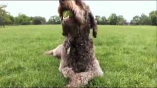 dogs 101 labradoodle [upl. by Ilenna]