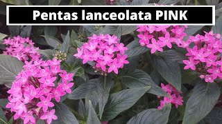 Pentas lanceolata PINK [upl. by Trudie]