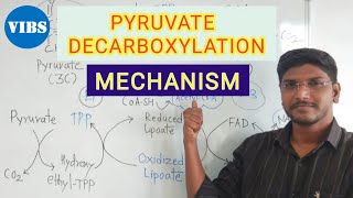 Pyruvate Decarboxylation Link Reaction Mechanism [upl. by Aisile]