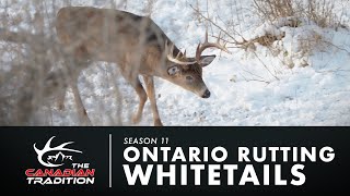 CROSSBOW DEER HUNT  ONTARIO Whitetail Buck [upl. by Anastase]