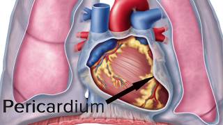 Tutor Video Location and Covering of the Human Heart [upl. by Petigny]