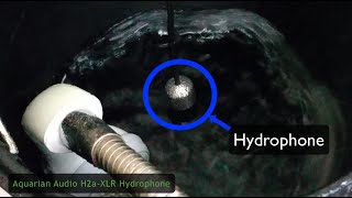 Aquarian Audio H2aXLR Hydrophone Test [upl. by Fredrika]