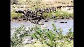 Thousands of Wildebeest in the Great Migration across the Mara River Tanzania Africa [upl. by Neroc]