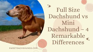 Full Size Dachshund vs Mini Dachshund – 4 Remarkable Differences [upl. by Navac695]