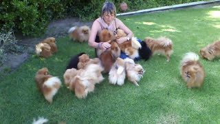 Pomeranians very HAPPY to see mom when she came back  Anjula Pomeranians Toypoms [upl. by Retrop923]