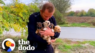 Guy Sees Puppies Dumped On Busy Highway  The Dodo [upl. by Yspyg]