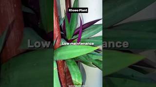 Rhoeo Plant 🌱🍃natureplants plantbeauty indoorplants trending viralvideo plantlove plants [upl. by Aicatsue]