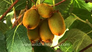 Kiwi fruit almost ready for harvest in Indian Himalaya [upl. by Chrystel993]