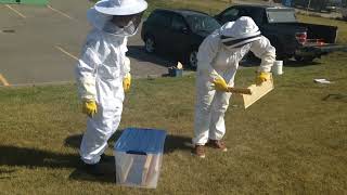 How does Honey get extracted from a Bee hive Calgary BeeKeeper [upl. by Simonetta]