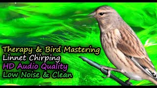 Linnet Bird Song Best HD Audio Linaria cannabina for Therapy amp Bird Mastering [upl. by Edlin]