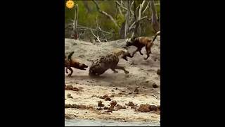 Hyenas vs wild dogs [upl. by Anse]