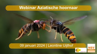 Webinar Aziatische hoornaar 09 januari 2024 1 [upl. by Zulch]