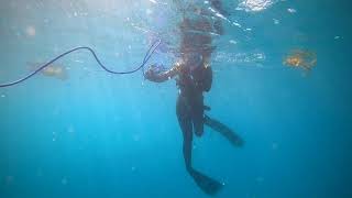 Snorkelling up Wagonga Inlet Narooma NSW [upl. by Bohannon407]