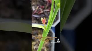 Dionaea Muscipula Dentata flower stalk has trap growing on it vft rareplants [upl. by Ttemme]