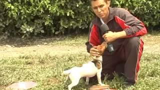 Entrenando a mi mascota raza jack russel terrier [upl. by Wieren]