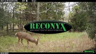 Howto  get better Reconyx trail cam photos  HUMANIMAL [upl. by Mazonson]