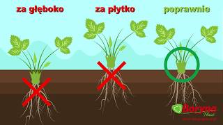 Jak sadzić truskawki [upl. by Aggy]