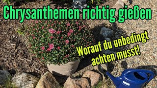 Chrysanthemen richtig gießen  So oft und so viel Wasser wird benötigt [upl. by Leidba901]