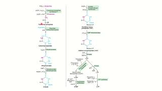 Pyrimidine Nucleotide Biosynthesis Malayalam [upl. by Nyvrem]