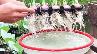 The easiest way to grow onions hydroponically at home [upl. by Enelak263]