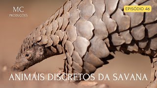 ANIMAIS DISCRETOS DA SAVANA [upl. by Akisey]