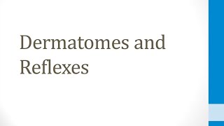 CNS 15 Dermatomes and Reflexes [upl. by Hortensa]