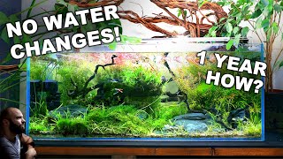 NO WATER CHANGES for a YEAR Ecosystem Aquarium How To [upl. by Eirameinna]