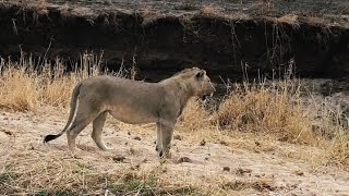 Maneless Male Lions of Tanzania  Tarangire Males  19 October 2024 [upl. by Phenice]