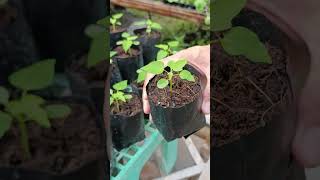 Cocopeat  Vermicast for seedlings urbangardeningdiy [upl. by Sara751]