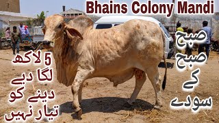 Bhains Colony Mandi Karachi Cattle Rates Update 8May2024  Cow Mandi 2024  Bakra Eid 2024 [upl. by Tremayne998]