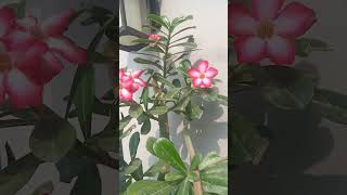 adhiniyam plant ytshorts funk estranho [upl. by Enilegnave]